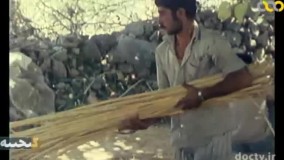 شهر سبز - دانه