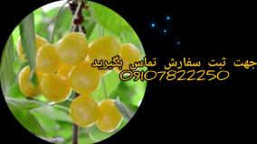 فروش نهال گیلاس سفید ارومیه و انواع ارقام میوه