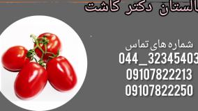 فروش بذر گوجه فرنگی زمان و انواع ارقام بذر