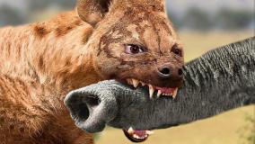 مستند حیوانات وحشی - جنگ کفتار و فیل