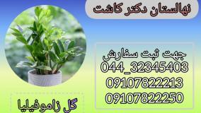 فروش گل زاموفیلیا سبز