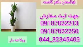 فروش گیاه یوکا تنه دار