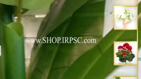 انواع درختچه صنوعی موز ارتفاع 250 سانتیمتر دارای 3 شاخه| فروشگاه ملی