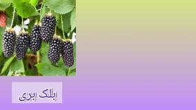فروش نهال بلک بری