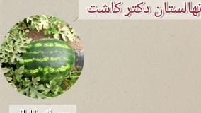 فروش بذر هندوانه فارائو