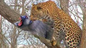 مبارزه هیجان‌انگیز بابون ها با پلنگ