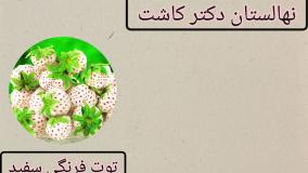 فروش عمده بذر توت فرنگی سفید
