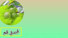 فروش عمده نهال فندق قم