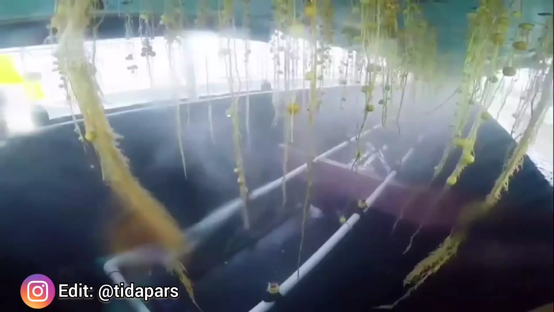 نمونه ای از سیستم کشت آکواپونیک