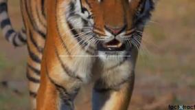 20 کلمه پرکاربرد که از فارسی وارد انگلیسی شده اند