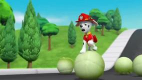 سگ های نگهبان - بزرگ شدن هاپوها