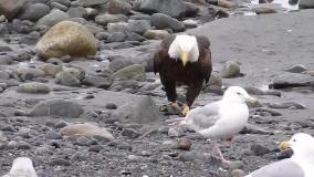 تا حالا راه رفتن عقاب رو دیده بودی...❤️