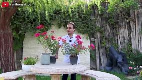 تکنیک های عجیب پرگل شدن، گل کاغذی