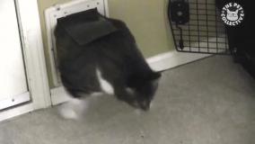 فرار حیوانات از توی قفس... 😆❤️