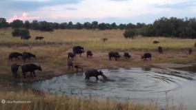 مستند جدید رازبقا | تمساح صورت بوفالوها را هدف قرار می دهد
