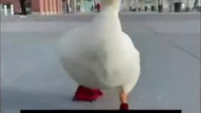 اردک قهرمان دوی ماراتن