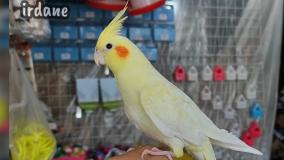 پرنده سخنگو | تمرین سخنگو کردن عروس هلندی (به صورت عملی)