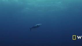 کوسه در مقابل ماهی تن اپیزود کامل نشنال جئوگرافیک