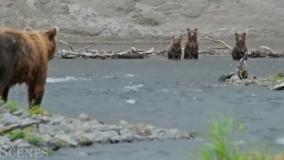 لحظات دیدنی از زندگی بچه های حیوانات ❤️