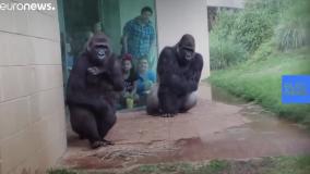 واکنش جالب گوریل 🦍 ها به بارون 😆