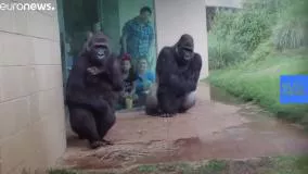 واکنش جالب گوریل 🦍 ها به بارون 😆