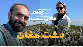 یک روز کاری ما در دشت مغان | برداشت پنبه