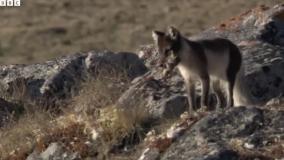 پرورش توله روباه قطبی _ والدین فوق العاده حیوانات _ BBC Earth