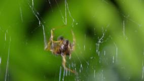 12 صحنه شکار باورنکردنی _ 4K UHD _ BBC Earth