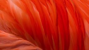 کاوش در دنیای شایان ستایش بچه حیوانات _ BBC Earth