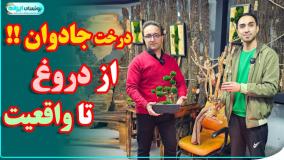 درخت جاودان؟؟؟ چطور بدون آب و نور زنده میمونه؟ واگعیه یا کیکه ؟