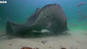 ارتش خرچنگ ها از ربات جاسوسی در برابر Stingray محافظت می کند _ جاسوس در اقیانوس _ BBC Earth