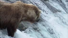 شکار دیدنی خرس مادر برای بچه هاش ❤️💪