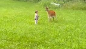 حمله ناگهانی آهو به کودک بی‌گناه!