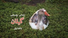 یک زندگی ساده در روستاهای گیلان | زندگی روستایی