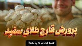 آموزش پرورش قارچ دکمه ای و قارچ خوراکی