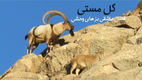 کل مستی فصل عاشقی بزهای وحشی