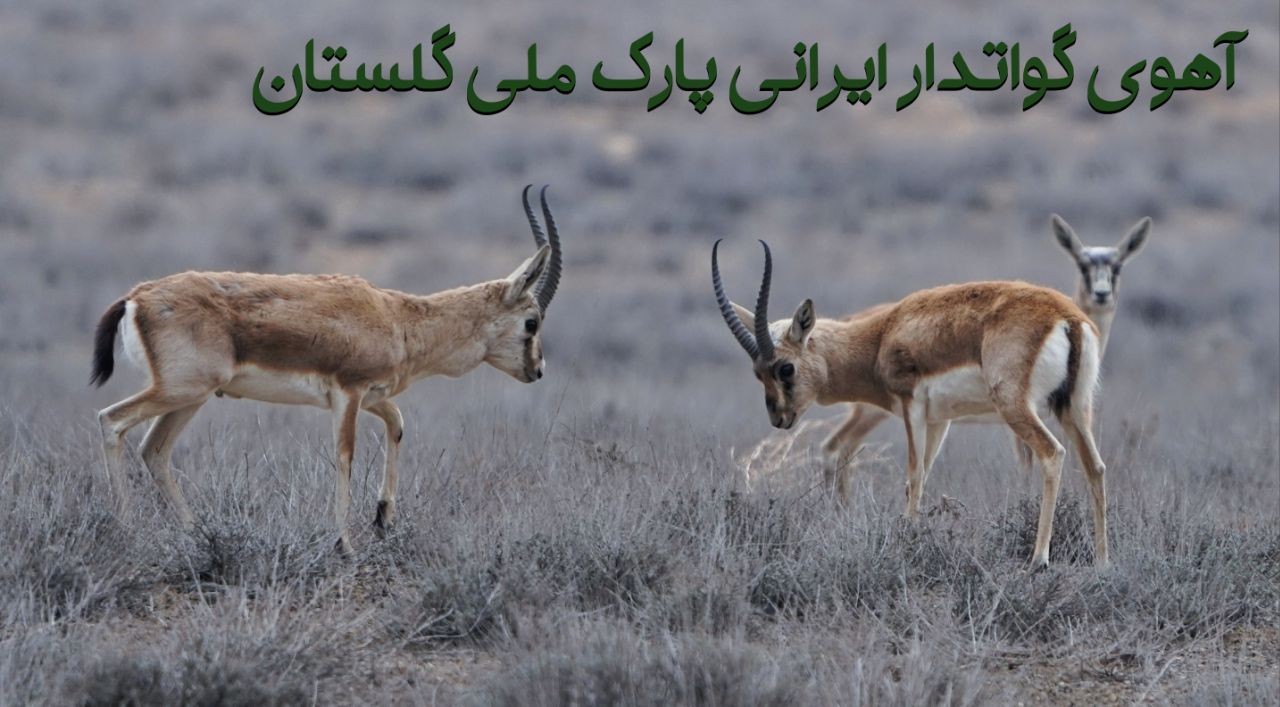 آهوی گوتدار ایرانی پارک ملی گلستان