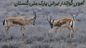 آهوی گوتدار ایرانی پارک ملی گلستان