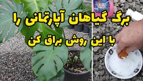 چگونه برگ گل های آپارتمانی را براق کنیم