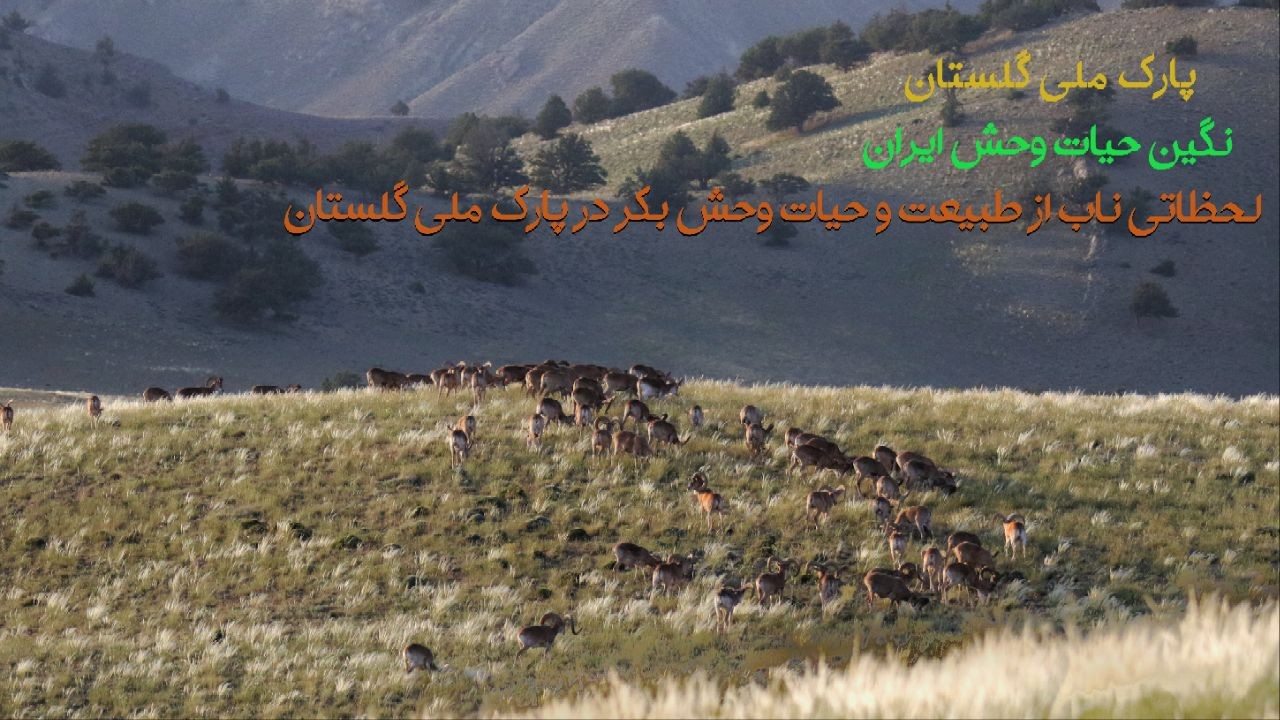 گوشه ای از طبیعت و حیات وحش بکر در پارک ملی گلستان