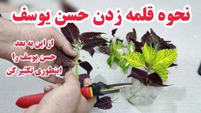 قلمه زدن حسن یوسف | چطوری حسن یوسف تکثیر کنیم