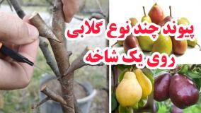 پیوند زدن سه نوع گلابی روی یک شاخه