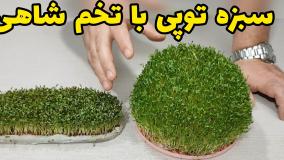 کاشت سبزه توپی برای عید با تخم شاهی