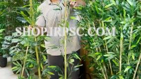 انواع دو مدل شاخه برگ مصنوعی بامبو خیزران در سه سایز | فروشگاه ملی