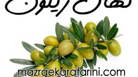 ارقام نهال زیتون مزرعه کارآفرینی 09915131382