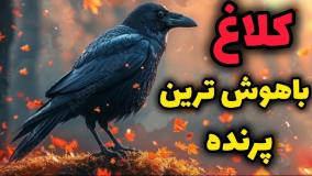 کمک کلاغ به یک مرد در خرد کردن هیزم! | ۳۰ آذر ۱۴۰۳