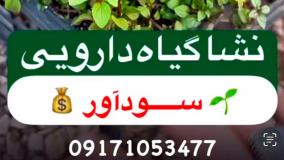 نشا عالی نعنا فلفلی همراه با آموزش کاشت