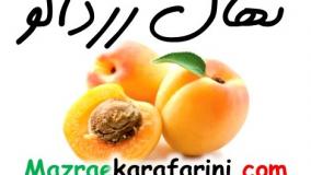 نهال زردالو 09915131382 نهالستان زردالو مزرعه کارآفرینی