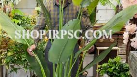 انواع درختچه مصنوعی بابا آدم 170 سانت دو تنه | فروشگاه ملی