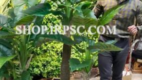 خرید درختچه مصنوعی بابا آدم مدل پینی 2 تکه چرمی | فروشگاه ملی